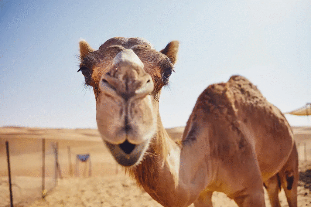 Camel Live: Exploring the World of Camels in Real Time